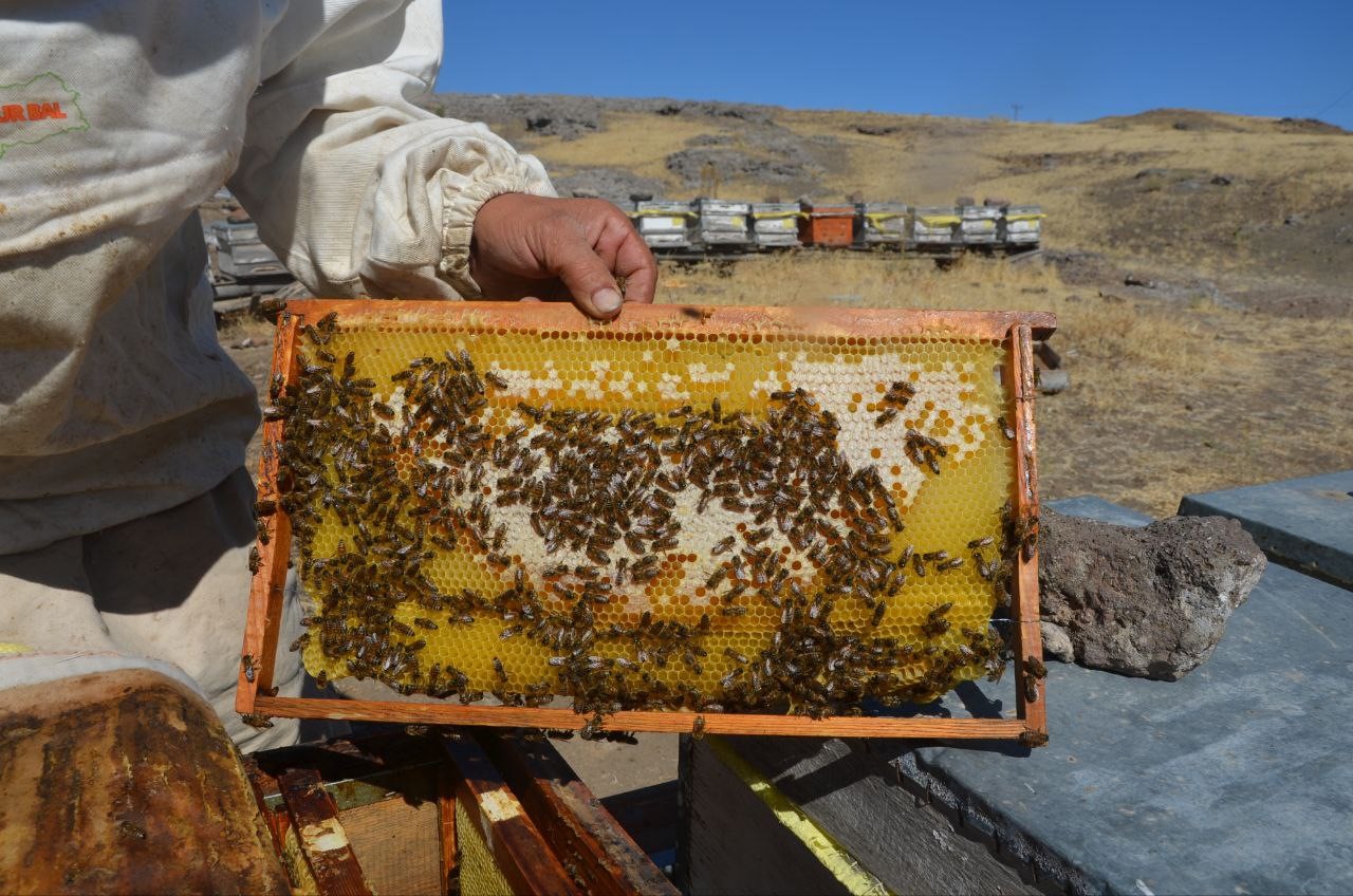 Malatya'da bal hasadı başladı