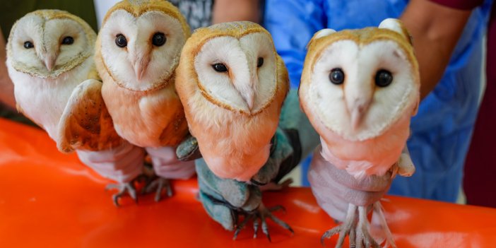 Diyarbakır’da yavru baykuşlar kanat çırpmak için gün sayıyor