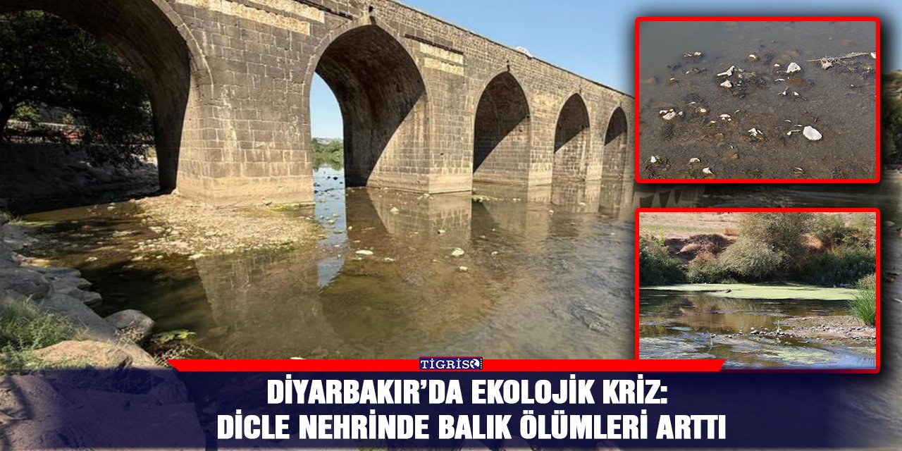 Diyarbakır’da ekolojik kriz: Dicle Nehrinde balık ölümleri arttı