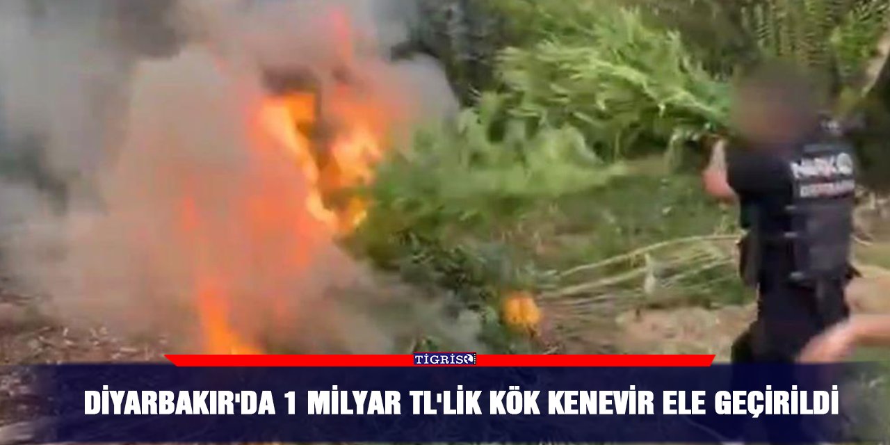 Diyarbakır'da 1 milyar TL'lik kök kenevir ele geçirildi