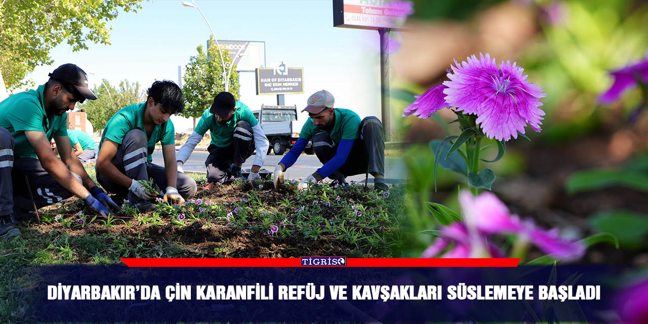 Diyarbakır’da Çin karanfili refüj ve kavşakları süslemeye başladı