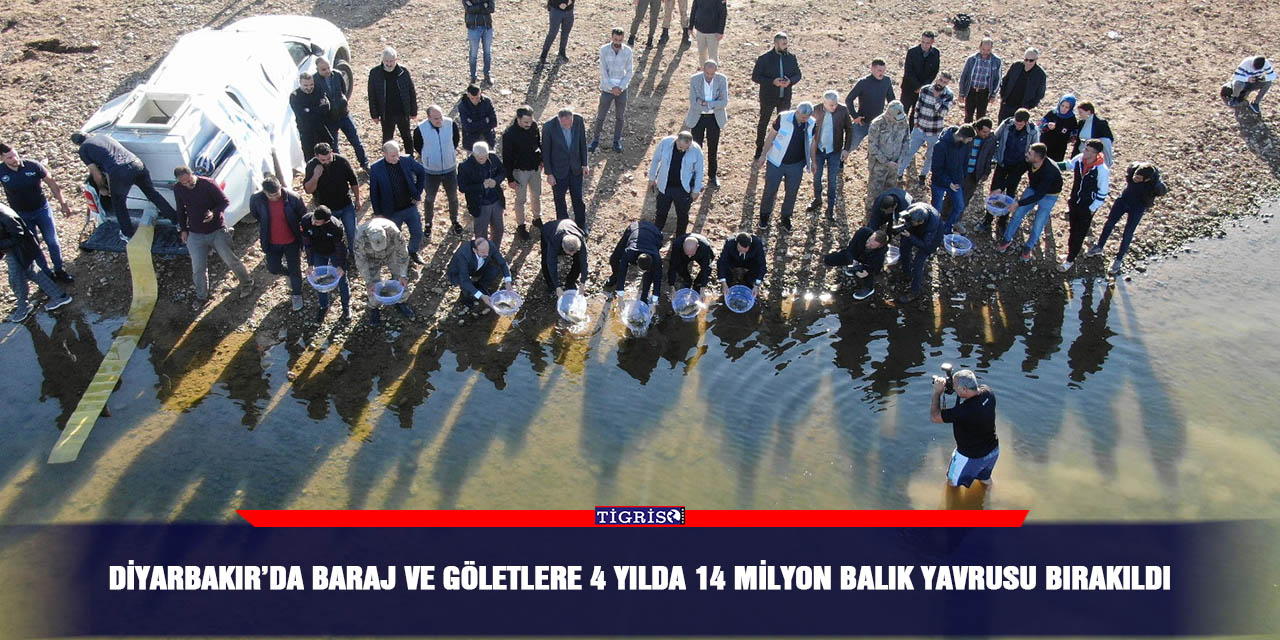 Diyarbakır’da baraj ve göletlere 4 yılda 14 milyon balık yavrusu bırakıldı