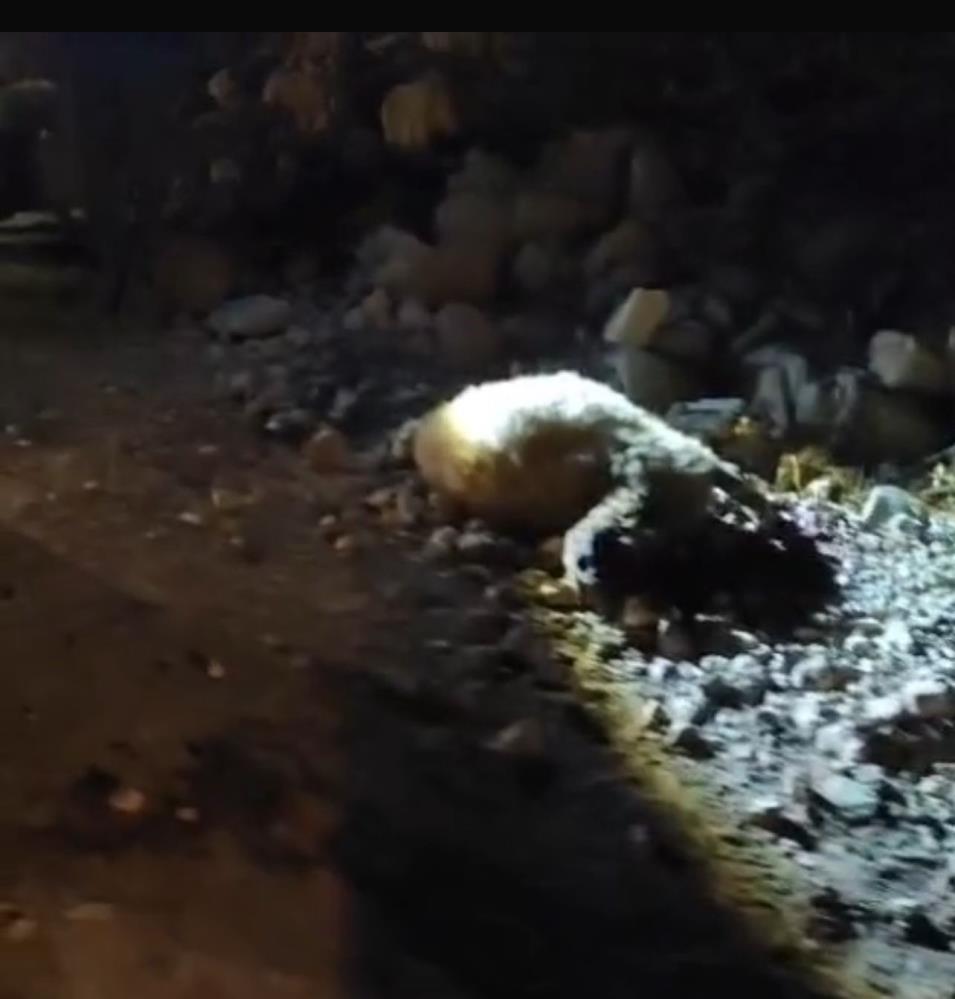 Tırın çarptığı 13 küçükbaş hayvan telef oldu