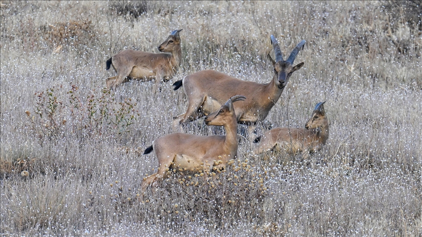Koruma altındaki dağ keçileri görüntülendi