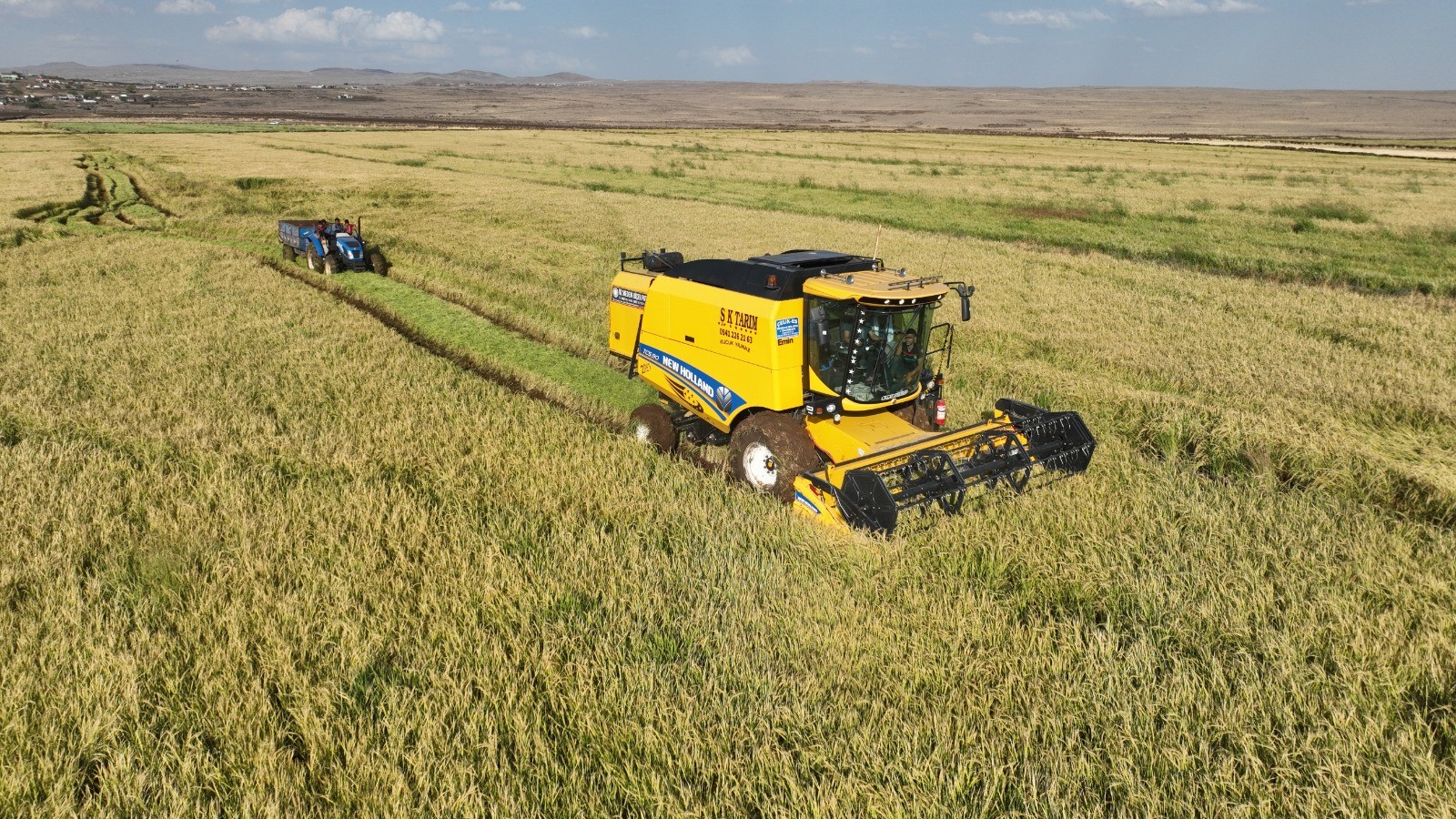 Karacadağ pirinci hasadı başladı