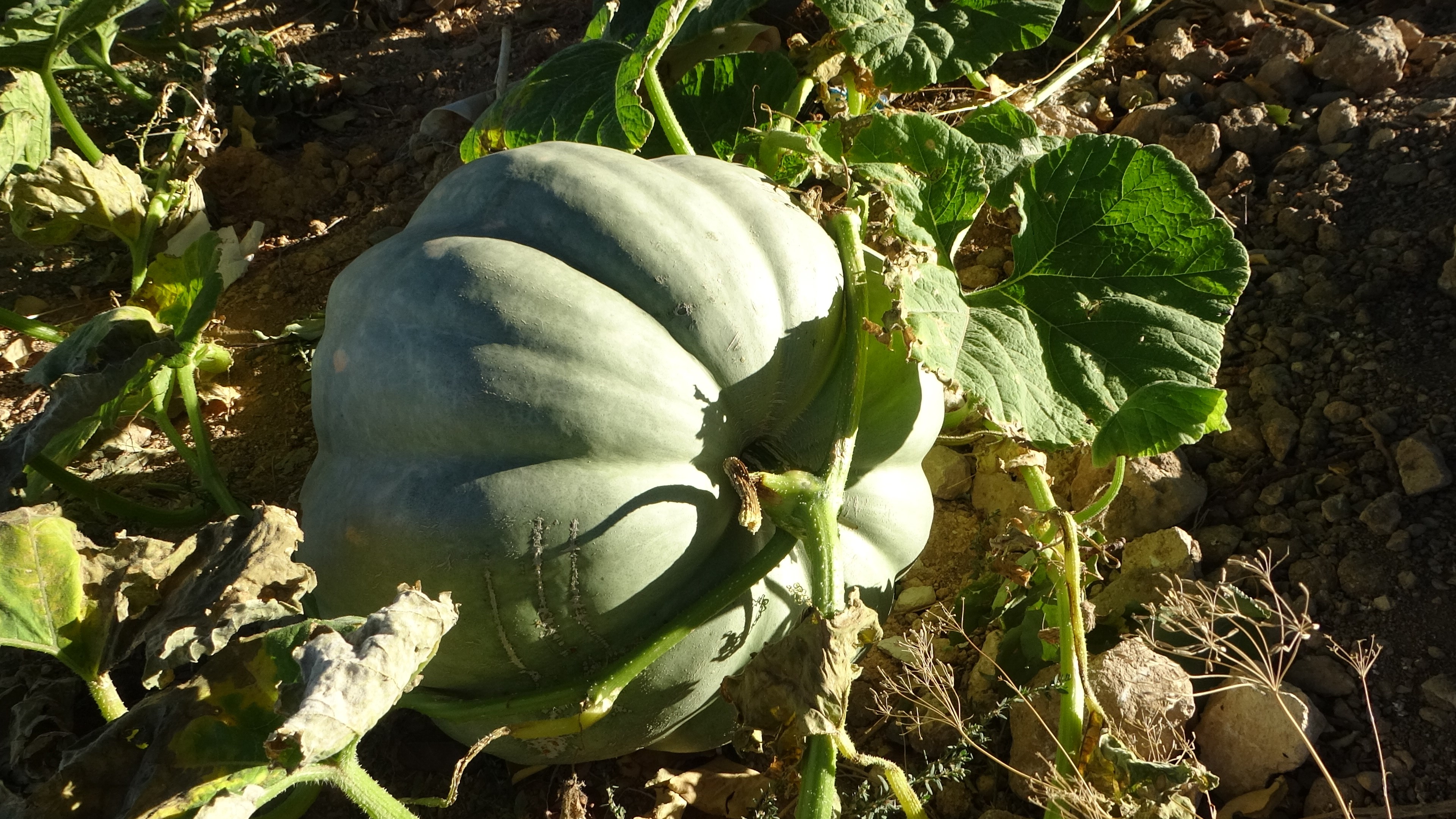 Malatya’da zirai don sonrası bal kabağı üretimi arttı
