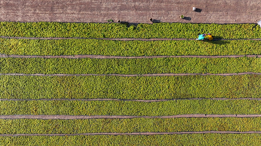 Çiftçilere 349 milyon lira destekleme ödemesi bugün yapılacak