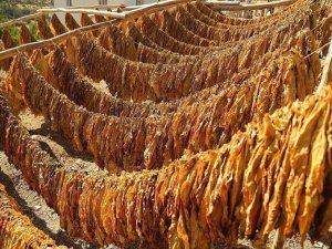 Lice'de tütün hasadı mevsimi