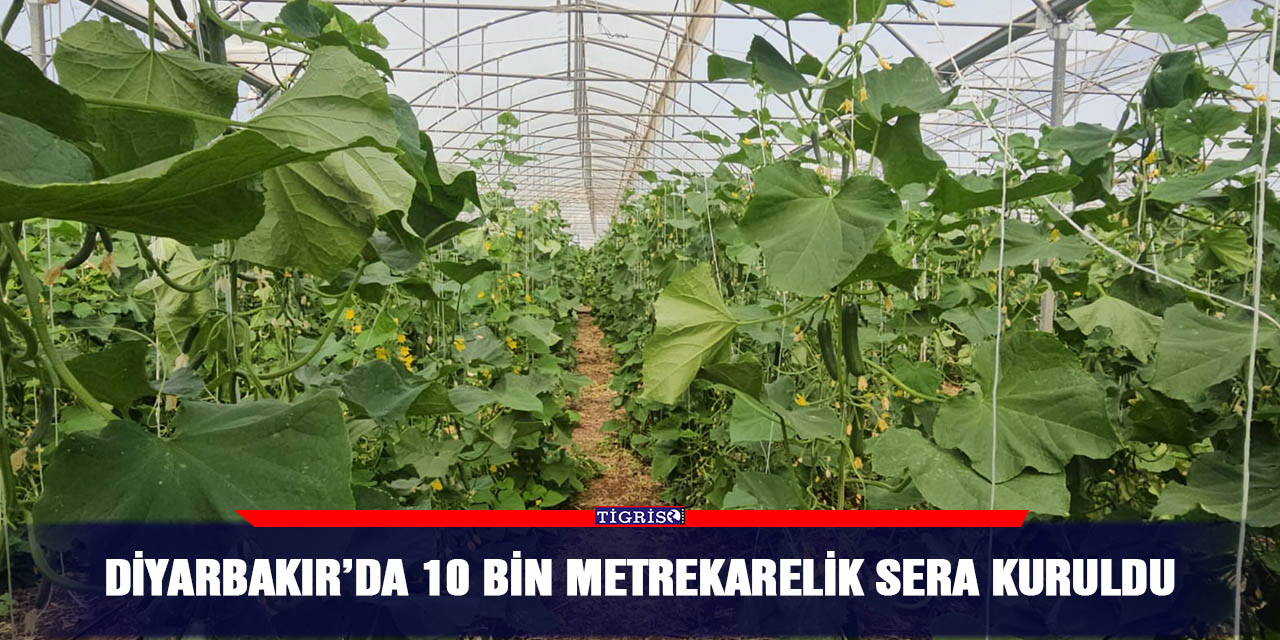 Diyarbakır’da 10 bin metrekarelik sera kuruldu