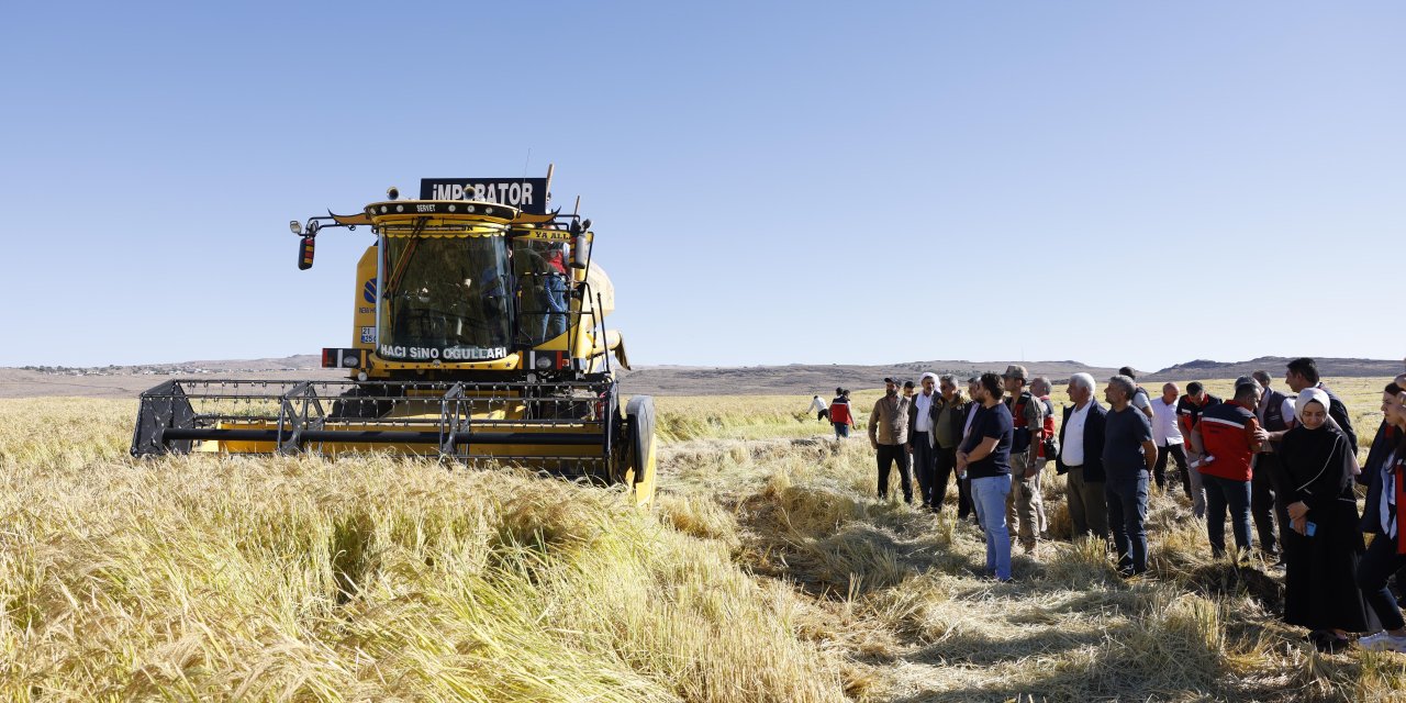 Diyarbakır'ın tescilli ürünü Karacadağ pirinci için hasat zamanı