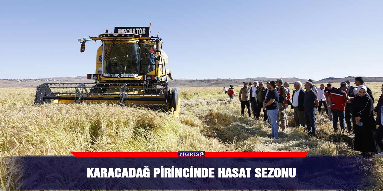 Karacadağ pirincinde hasat sezonu