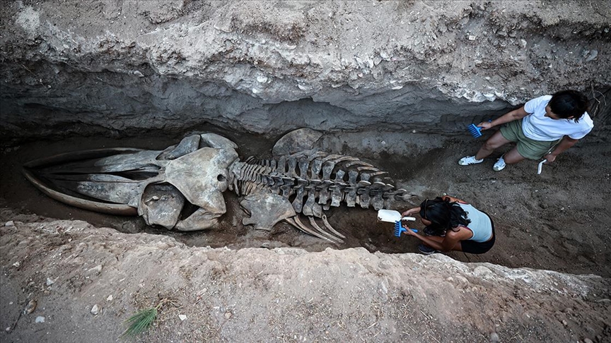 4 yıl önce gömülen Fin balinasının iskeleti çıkarılıyor