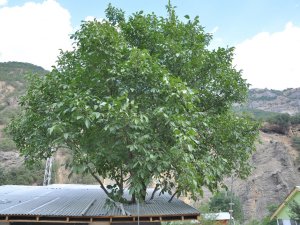 Asırlık ağacı kesmemek için evi ağacın etrafına yaptırdı