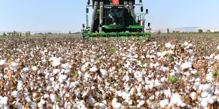 Şanlıurfa'da pamuk koruma altında