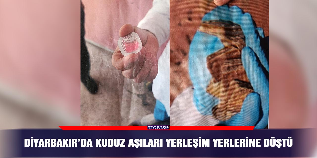 Diyarbakır’da kuduz aşıları yerleşim yerlerine düştü