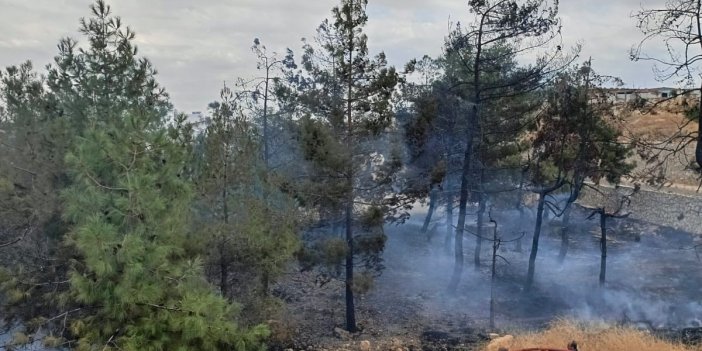 Ağaçlık alanda çıkan yangın korkuttu