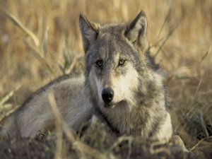 Kurtlar yaz ortasında kuzulara dadandı