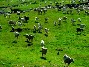 Çözüm süreci hayvancılığa yaradı