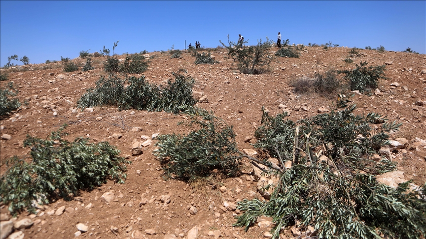 İsrailliler, Filistinlilere ait araçları yaktı, zeytin ağaçlarını söktü