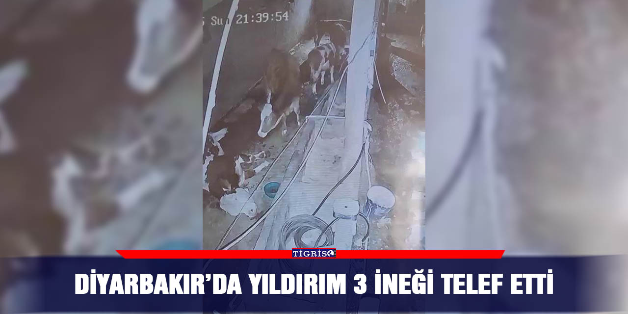 Diyarbakır’da yıldırım 3 ineği telef etti