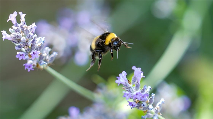 İklim değişikliği nedeniyle bombus arılarının hayatta kalma ve üreme yetisi tehlikede