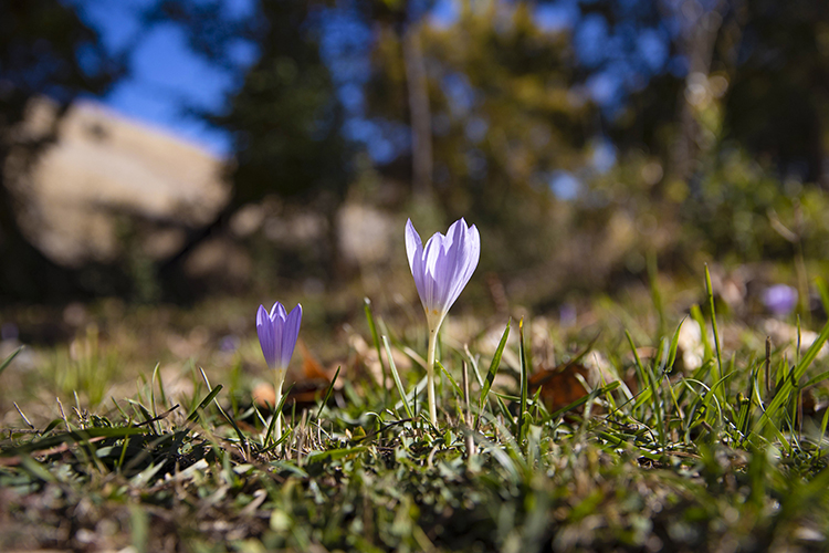 Munzur Vadisi Milli Parkı'nda kışın habercisi "vargit" çiçekleri açtı