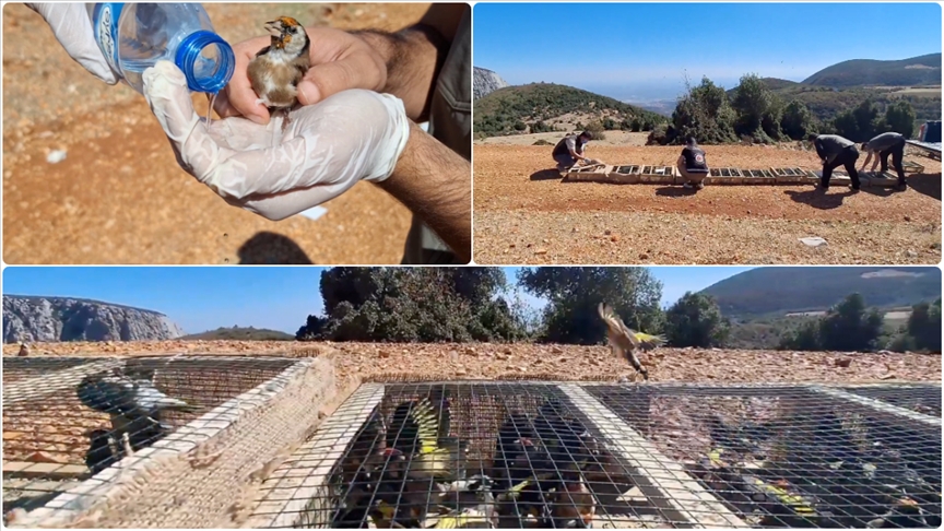 Yurt dışına kaçırılmak istenen 1431 saka kuşu doğaya salındı