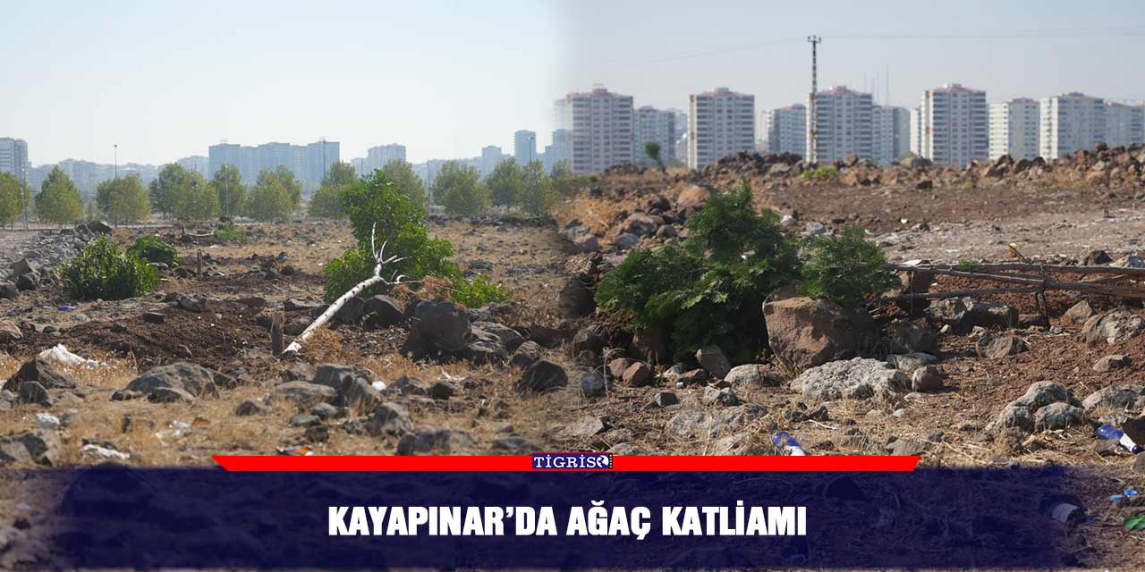 Kayapınar’da ağaç katliamı