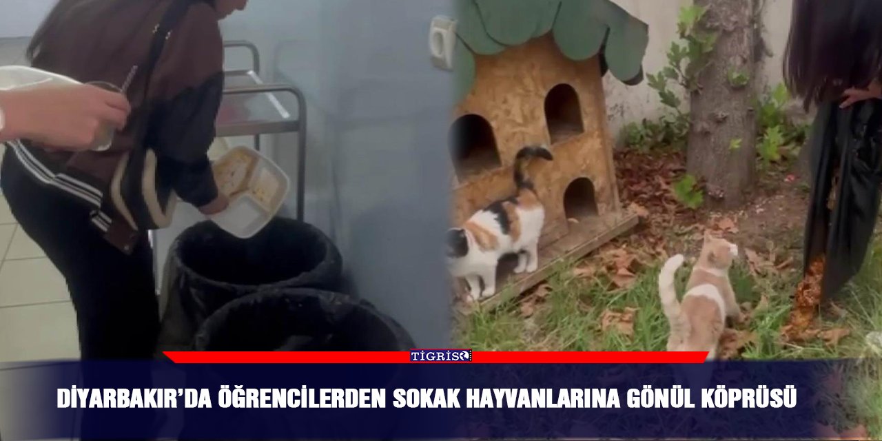 Diyarbakır’da öğrencilerden sokak hayvanlarına gönül köprüsü