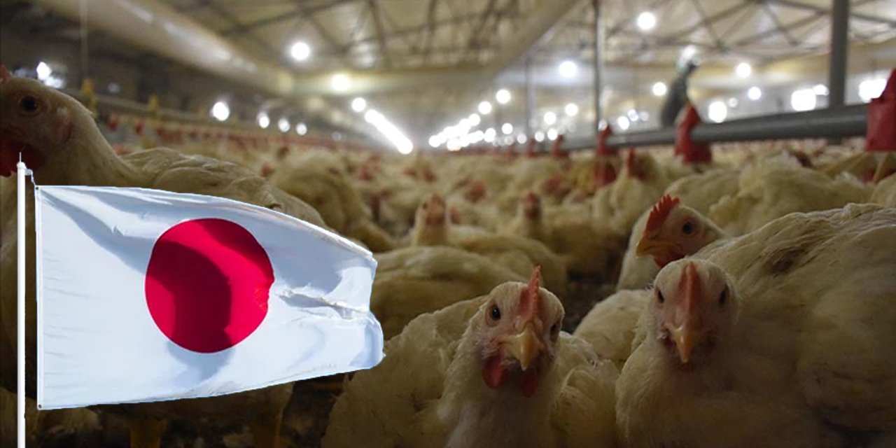 Kuş gribi alarmı: Yaklaşık 460 bin tavuk itlaf edilecek