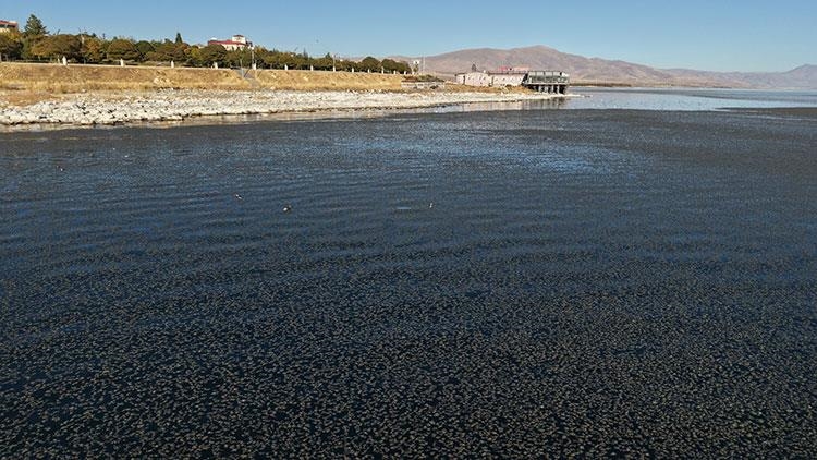 Van Gölü'nde yosun tabakası oluştu