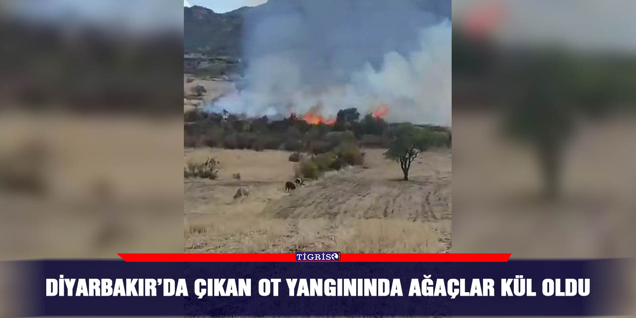 Diyarbakır’da çıkan ot yangınında ağaçlar kül oldu