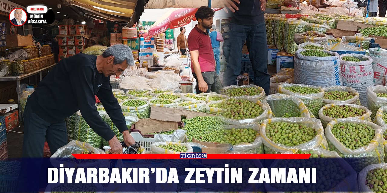 VİDEO - Diyarbakır’da zeytin zamanı
