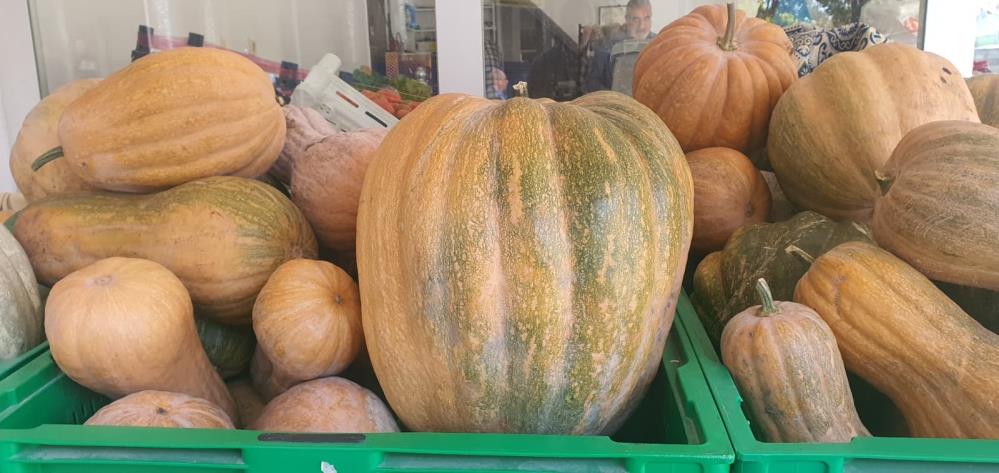 Palu'da ata tohumu kabaklar 35 kiloya ulaştı