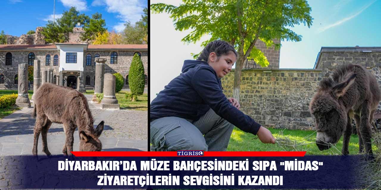 Diyarbakır’da müze bahçesindeki sıpa "Midas" ziyaretçilerin sevgisini kazandı