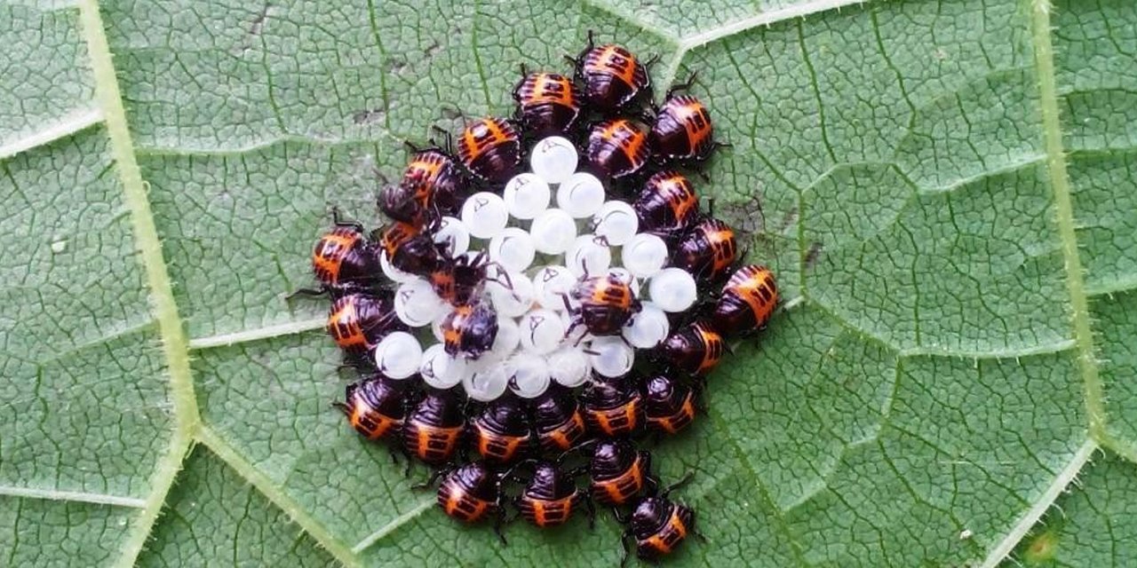 Türkiye genelinde İstilacı böcek alarmı: Karadeniz’den tüm ülkeye yayılıyor