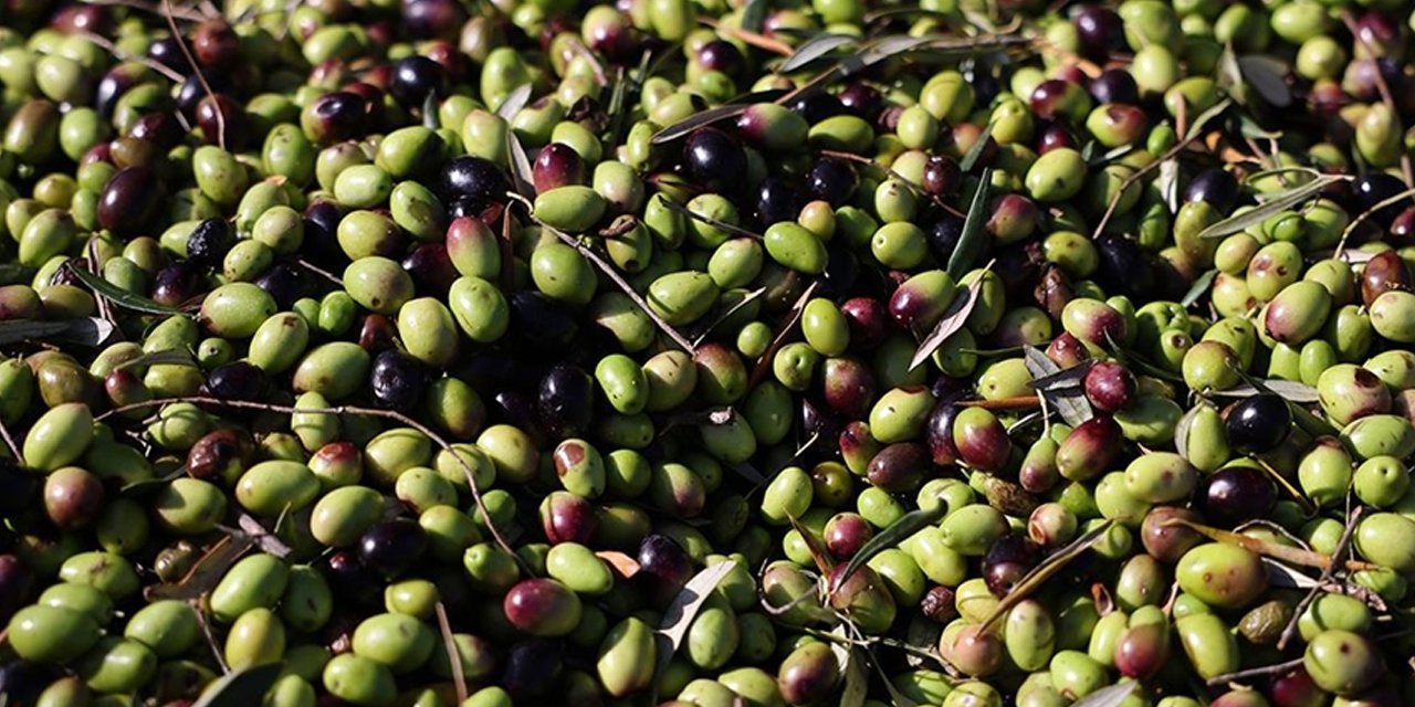 Zeytin alım fiyatları açıklandı