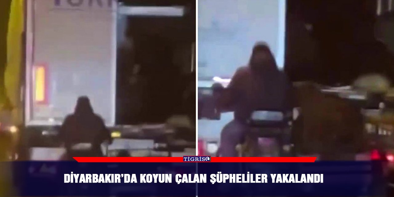 VİDEO - Diyarbakır’da koyun çalan şüpheliler yakalandı