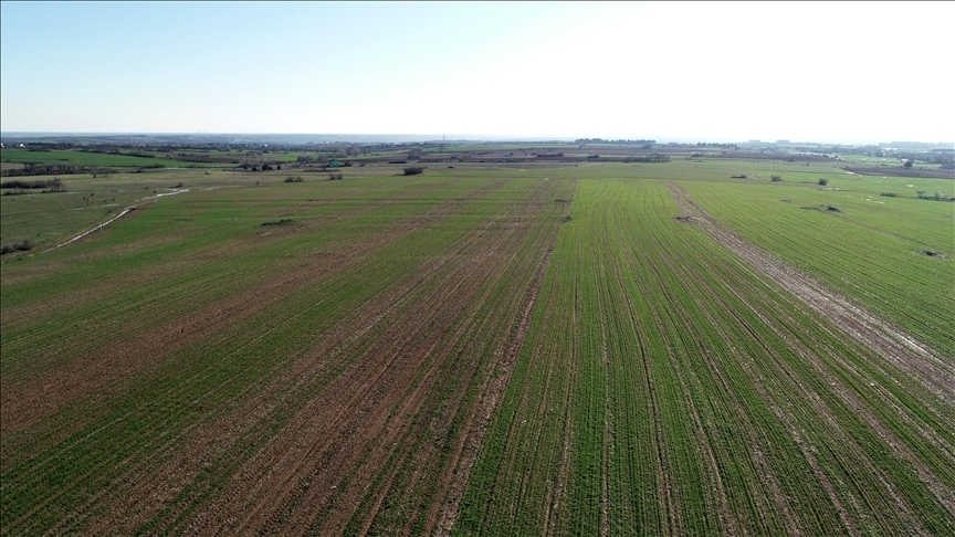 48,8 milyon metrekare arazi tıbbi ve aromatik bitki için kiralandı