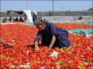 Biber, üreticisini üzdü