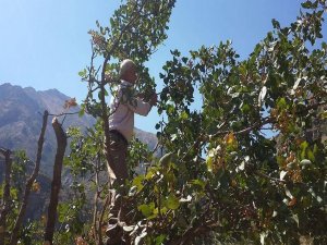 Hakkari’de Antep fıstığı hasadı