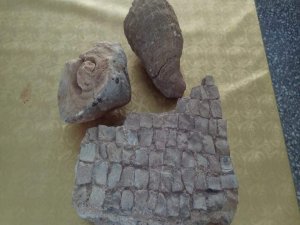 Tut'ta fosil ve tarihi kalıntılar bulundu