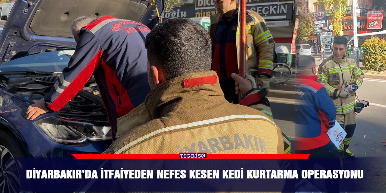 Diyarbakır’da itfaiyeden nefes kesen kedi kurtarma operasyonu