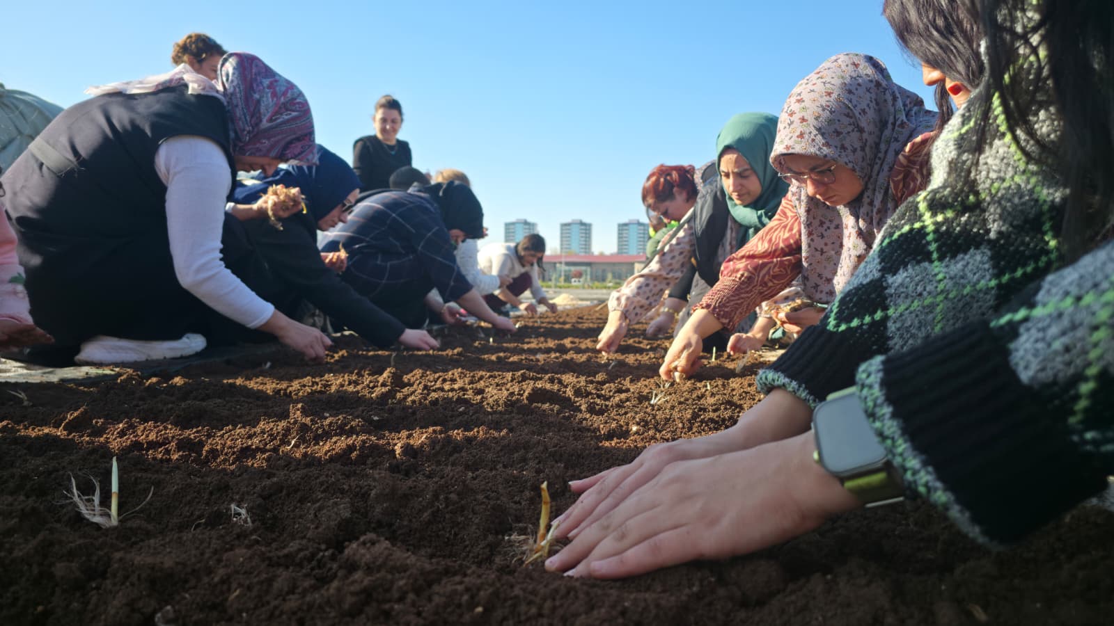 Tıbbi ve Aromatik Bitkiler Atölyesi’nde safran ekimi