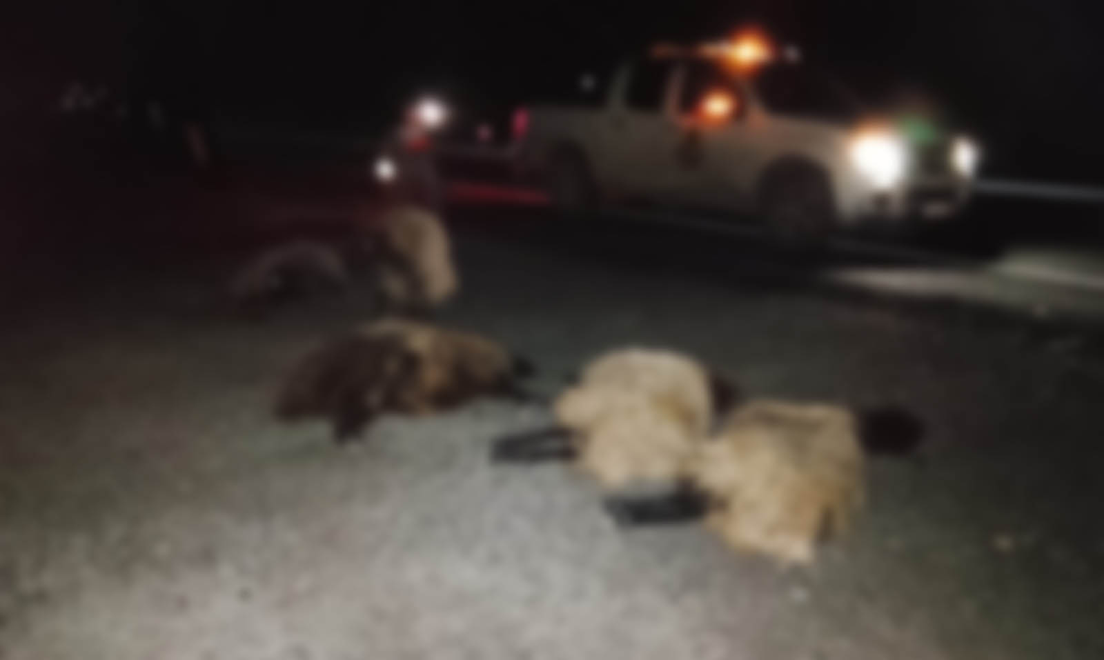 Otomobil sürüye çarptı, 8 koyun telef oldu