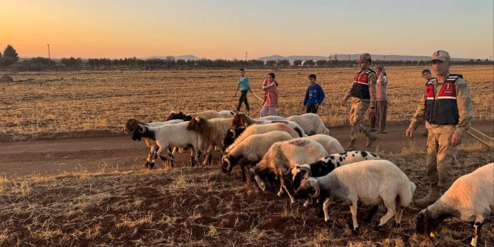 Kaybolan 19 küçükbaş hayvan jandarma tarafından bulundu