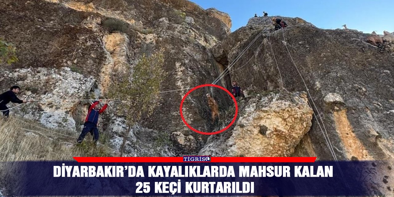 Diyarbakır’da kayalıklarda mahsur kalan 25 keçi kurtarıldı