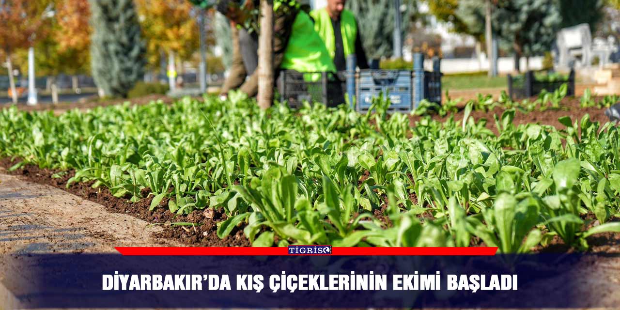 Diyarbakır’da kış çiçeklerinin ekimi başladı