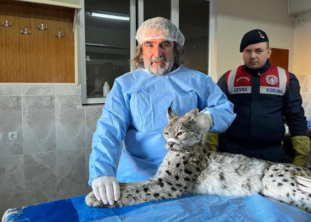 "İnsan-yaban hayvanı teması biyogüvenlik açısından ciddi risk taşıyor"