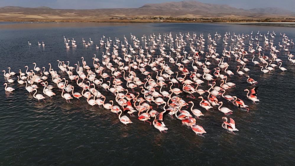 Flamingolar, Erçek Gölü’ndeki konaklama süresini uzattı
